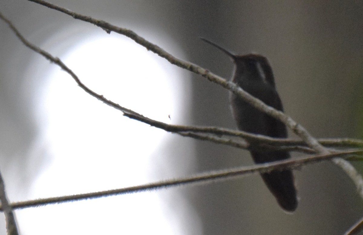 kolibřík ametystohrdlý - ML619829442