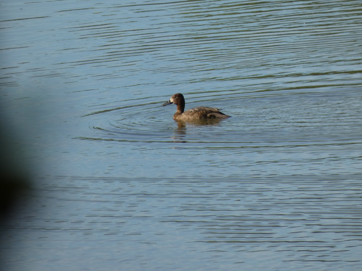 Lesser Scaup - ML619829446