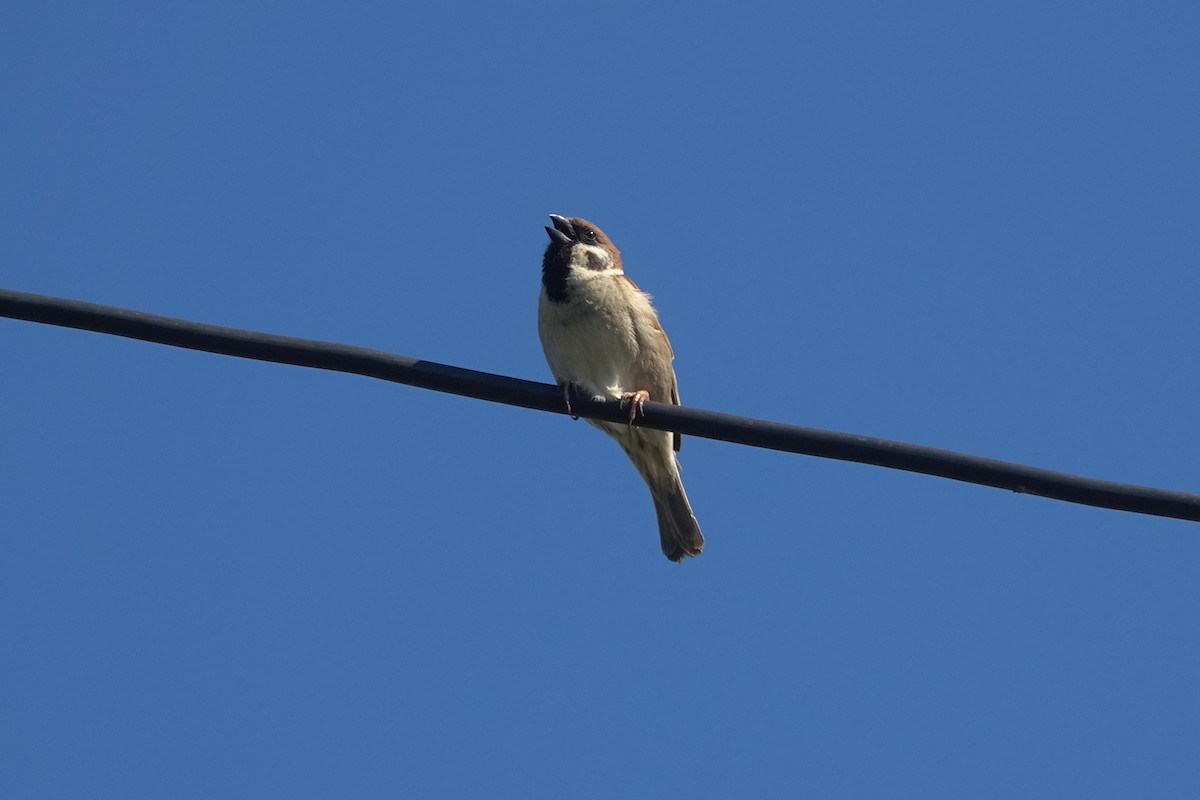 Eurasian Tree Sparrow - ML619829450