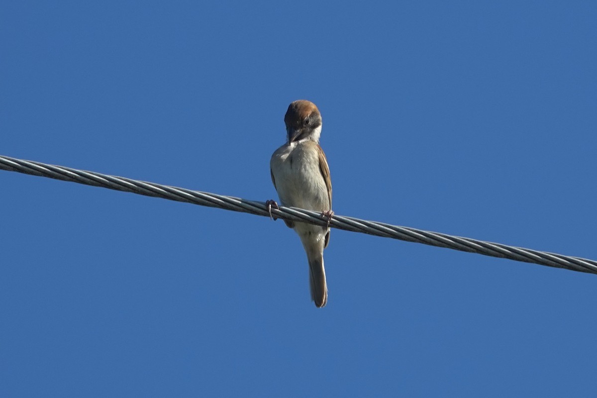 Eurasian Tree Sparrow - ML619829451