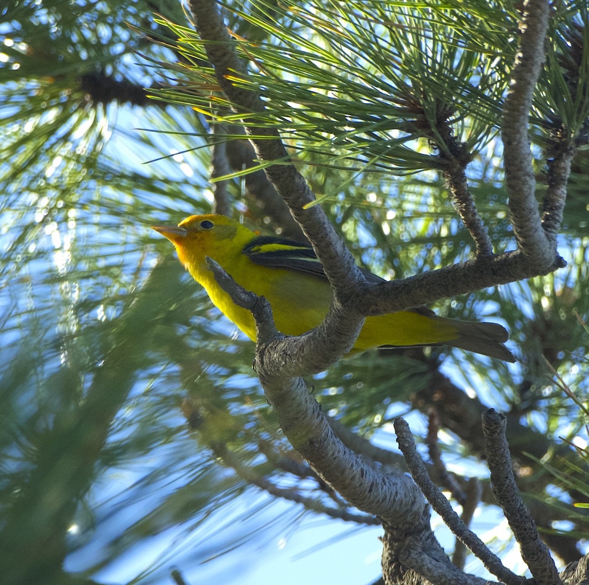 Western Tanager - ML619829455