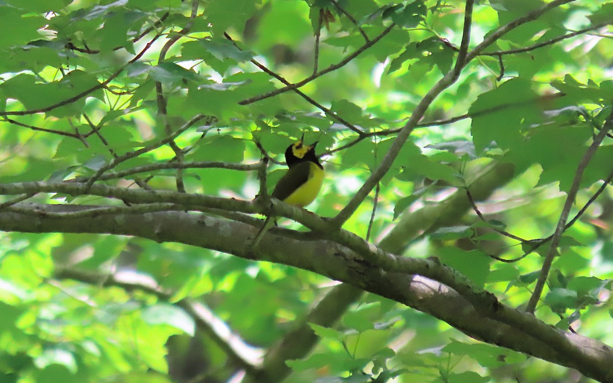 Hooded Warbler - ML619829458