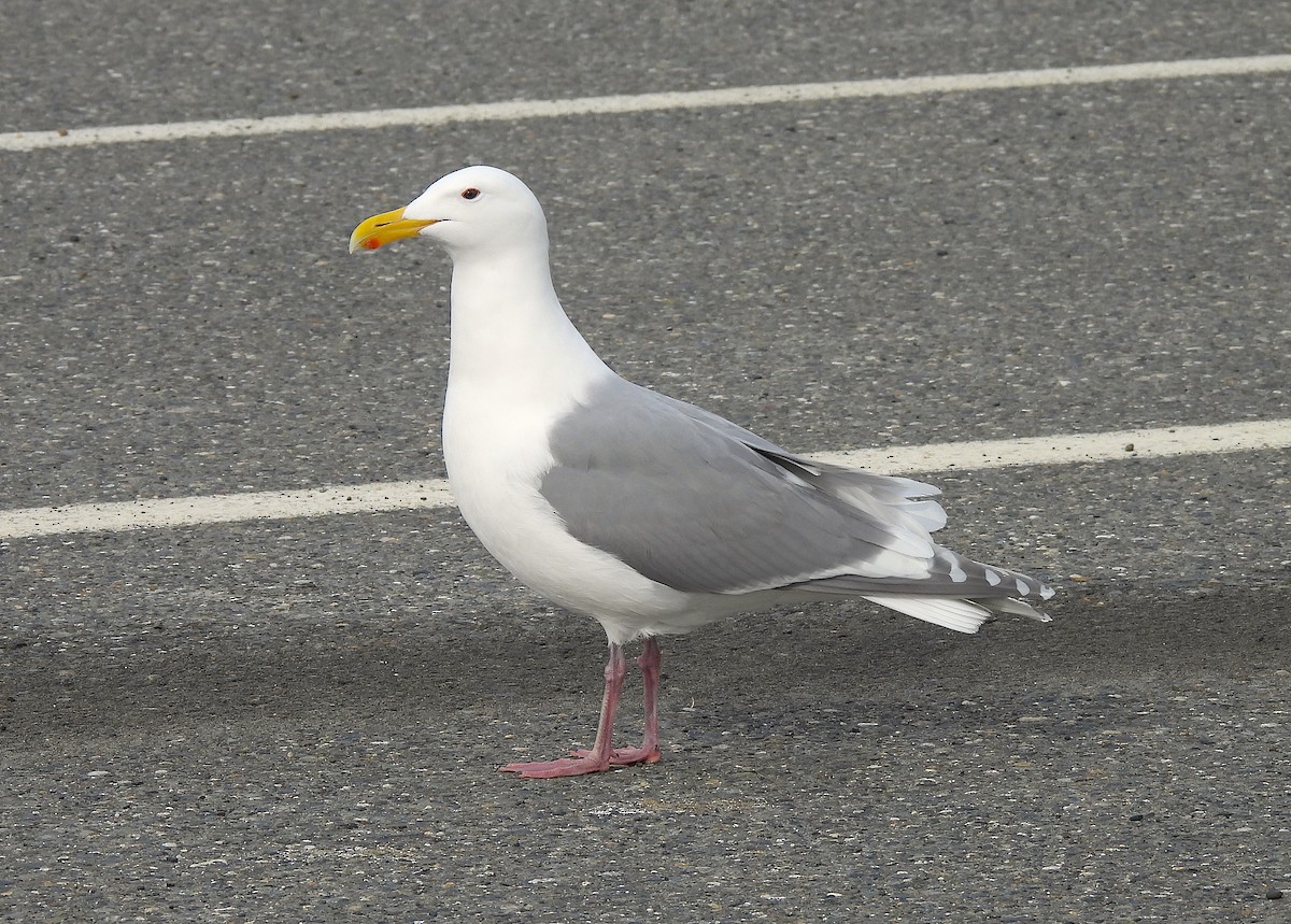 Herring x Glaucous-winged Gull (hybrid) - ML619829466