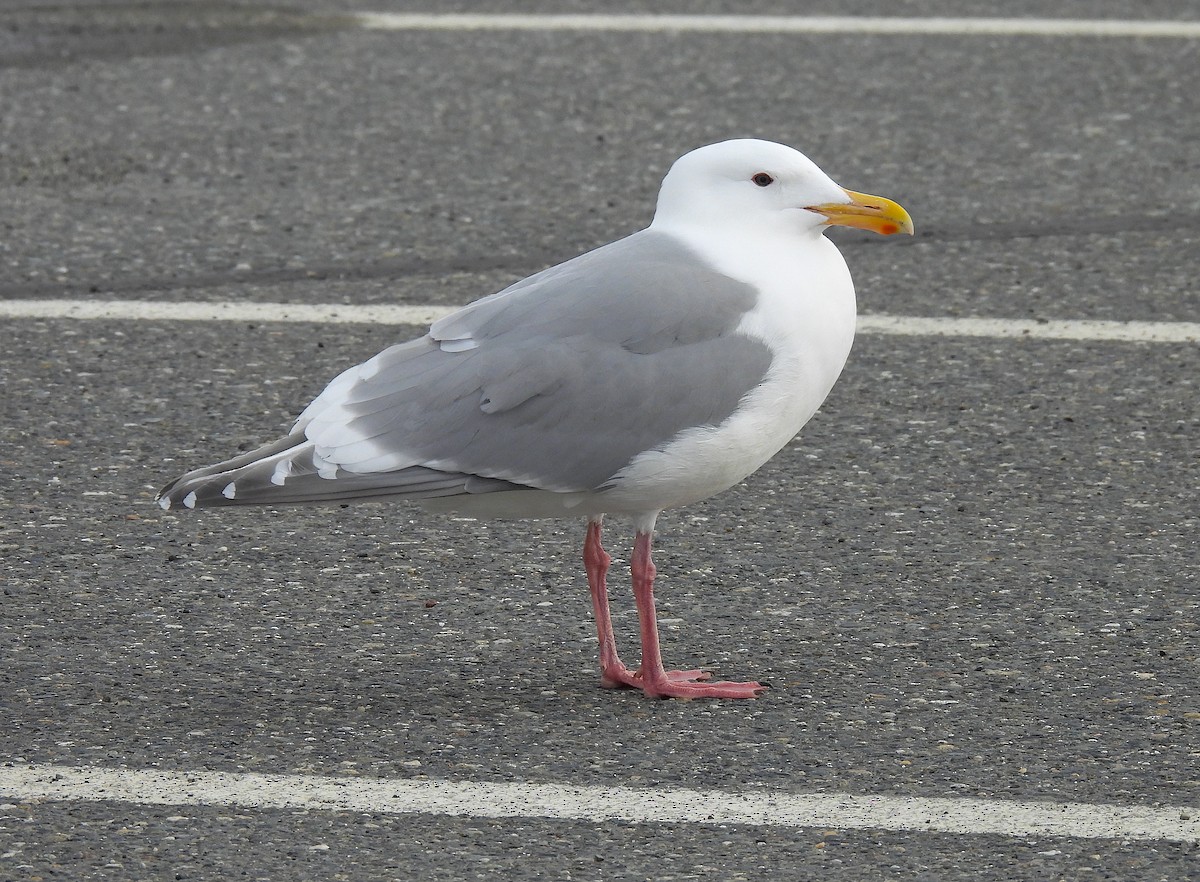 Herring x Glaucous-winged Gull (hybrid) - ML619829469