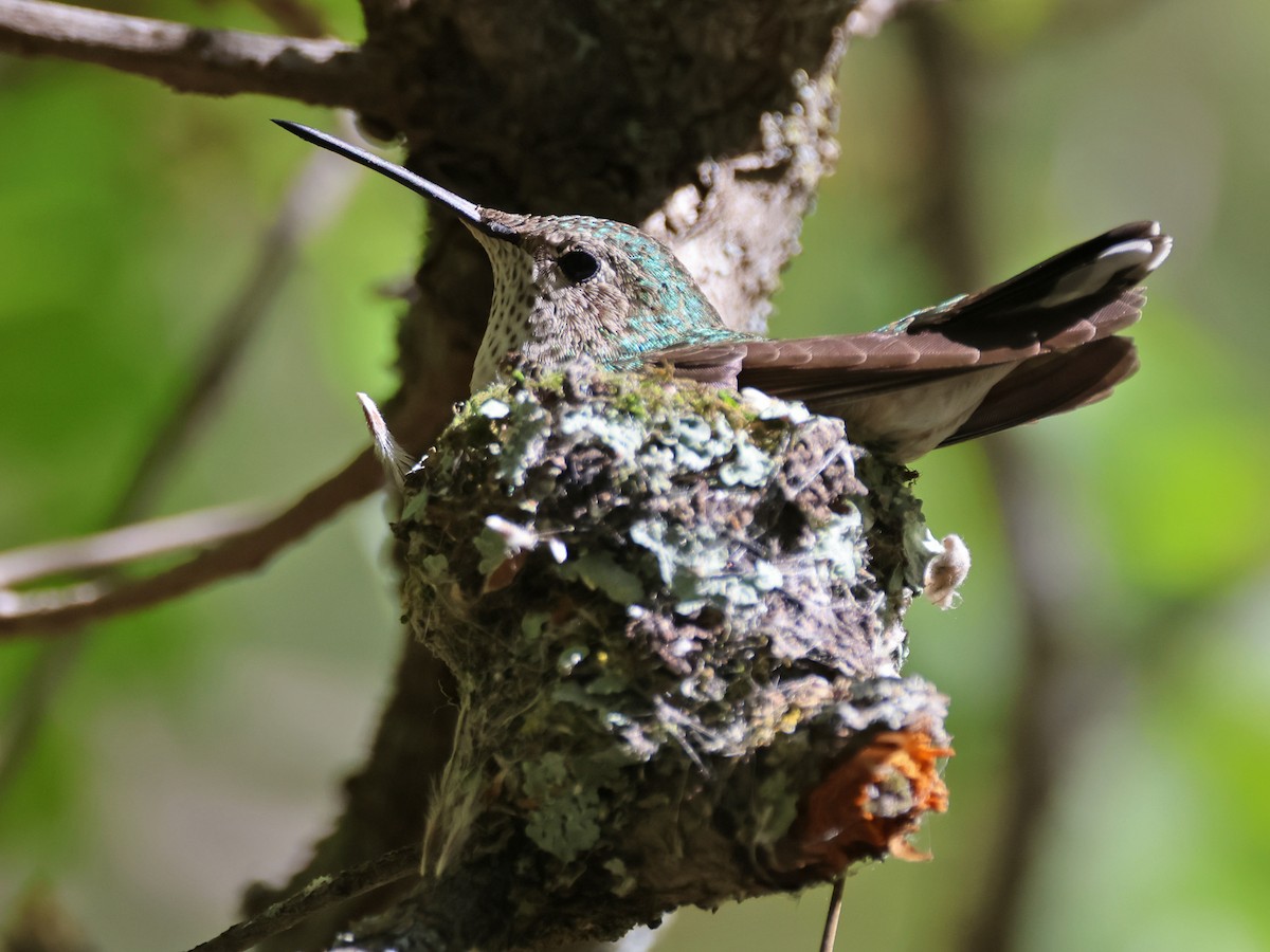 Broad-tailed Hummingbird - ML619829472