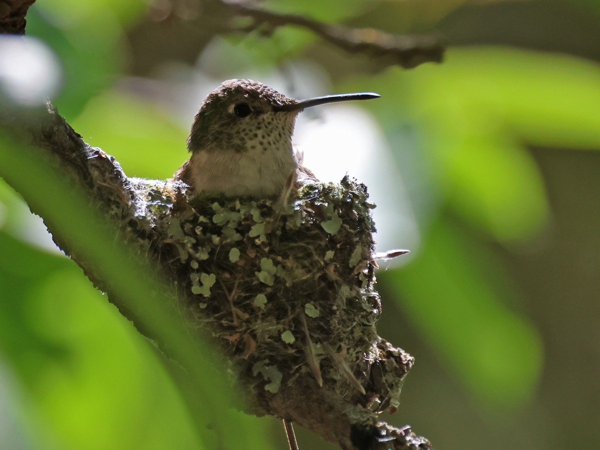 Broad-tailed Hummingbird - ML619829473