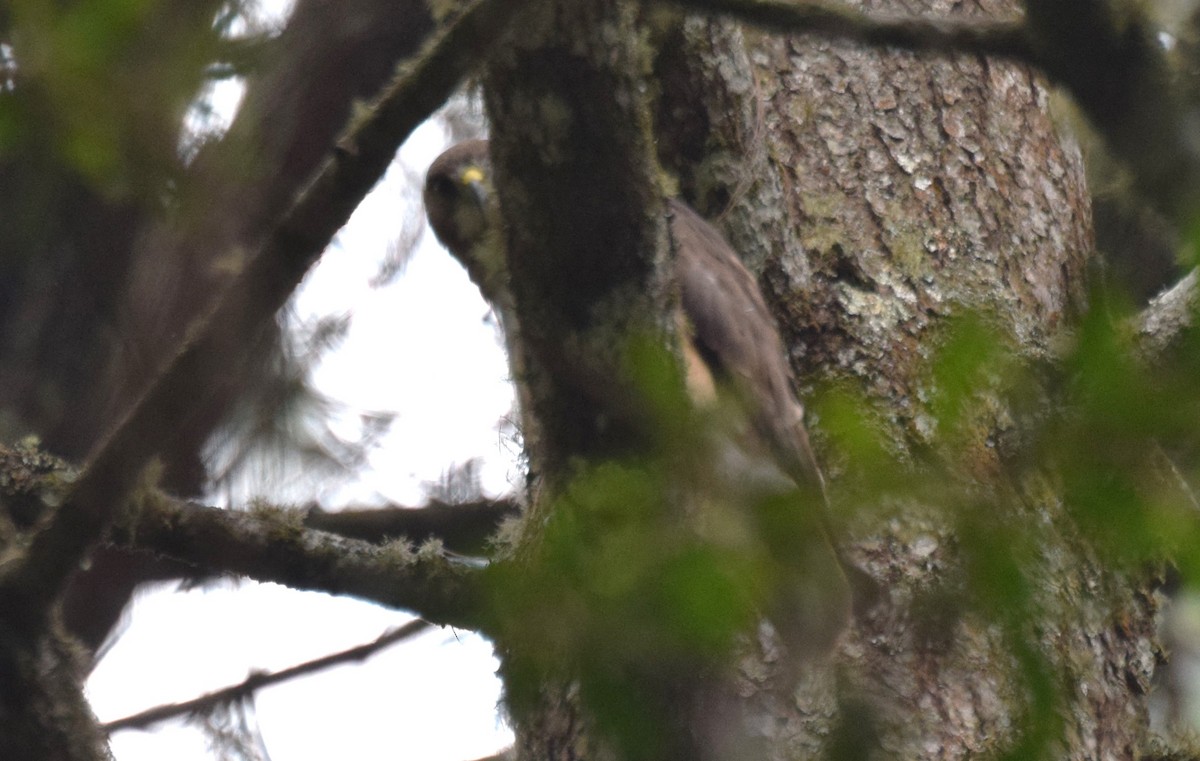 Red-tailed Hawk - ML619829474