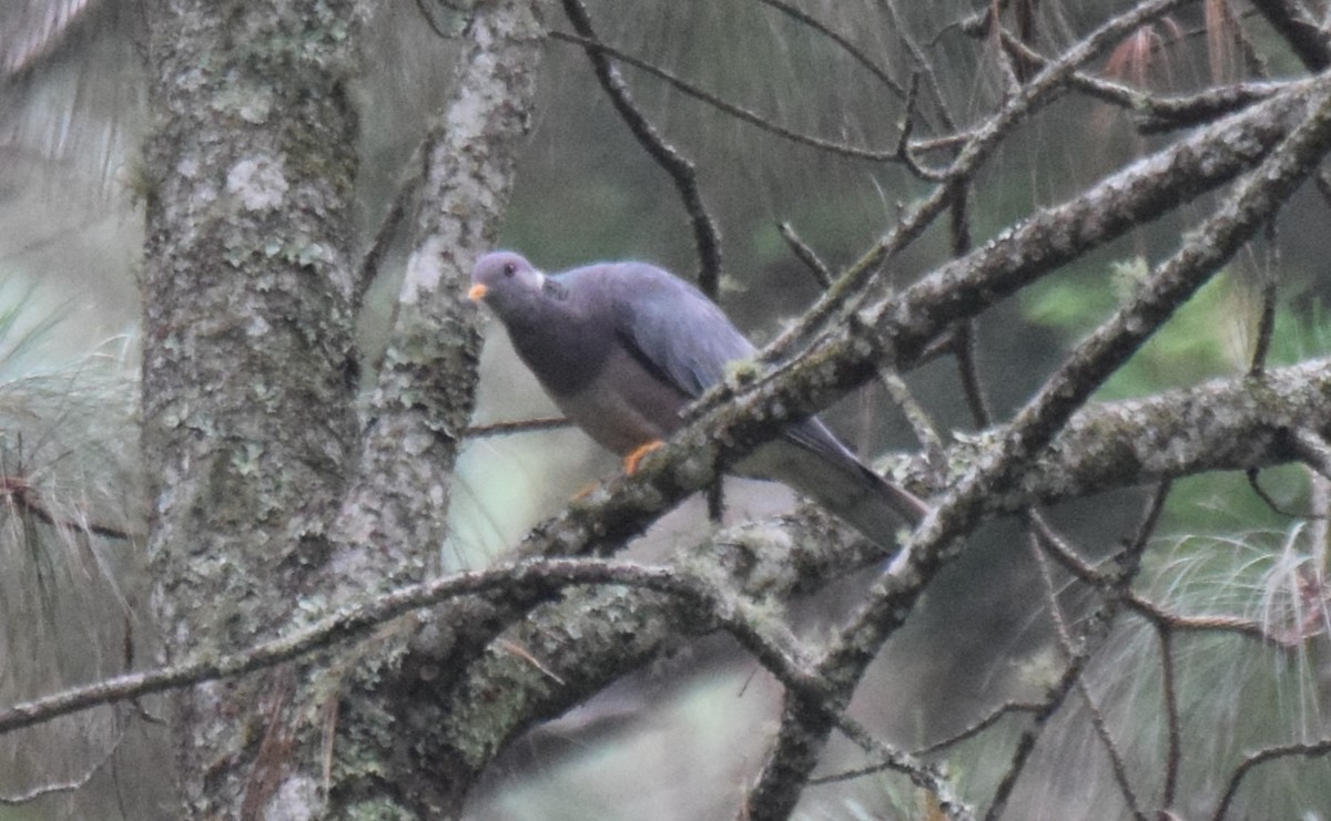Band-tailed Pigeon - ML619829476