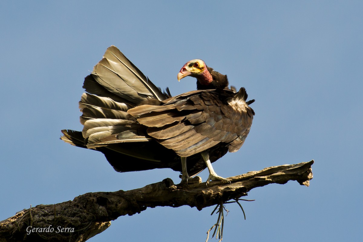 Lesser Yellow-headed Vulture - ML619829479