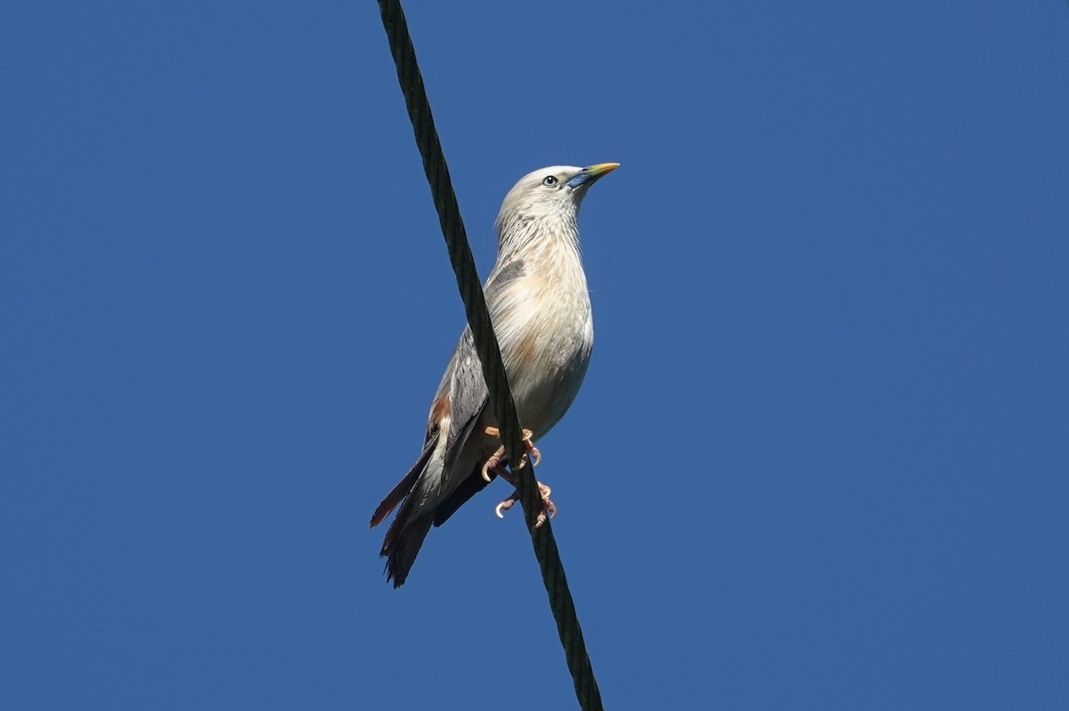 Chestnut-tailed Starling - ML619829484