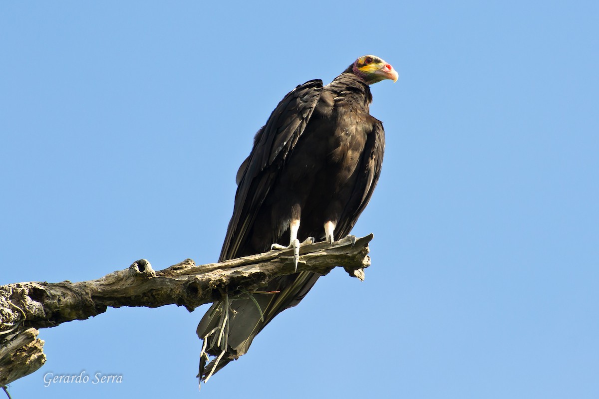 Lesser Yellow-headed Vulture - ML619829491
