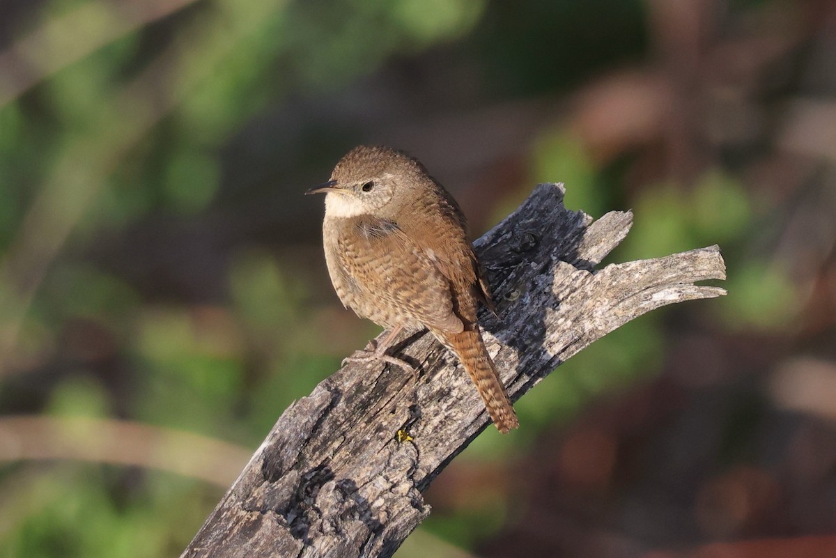 House Wren - ML619829501