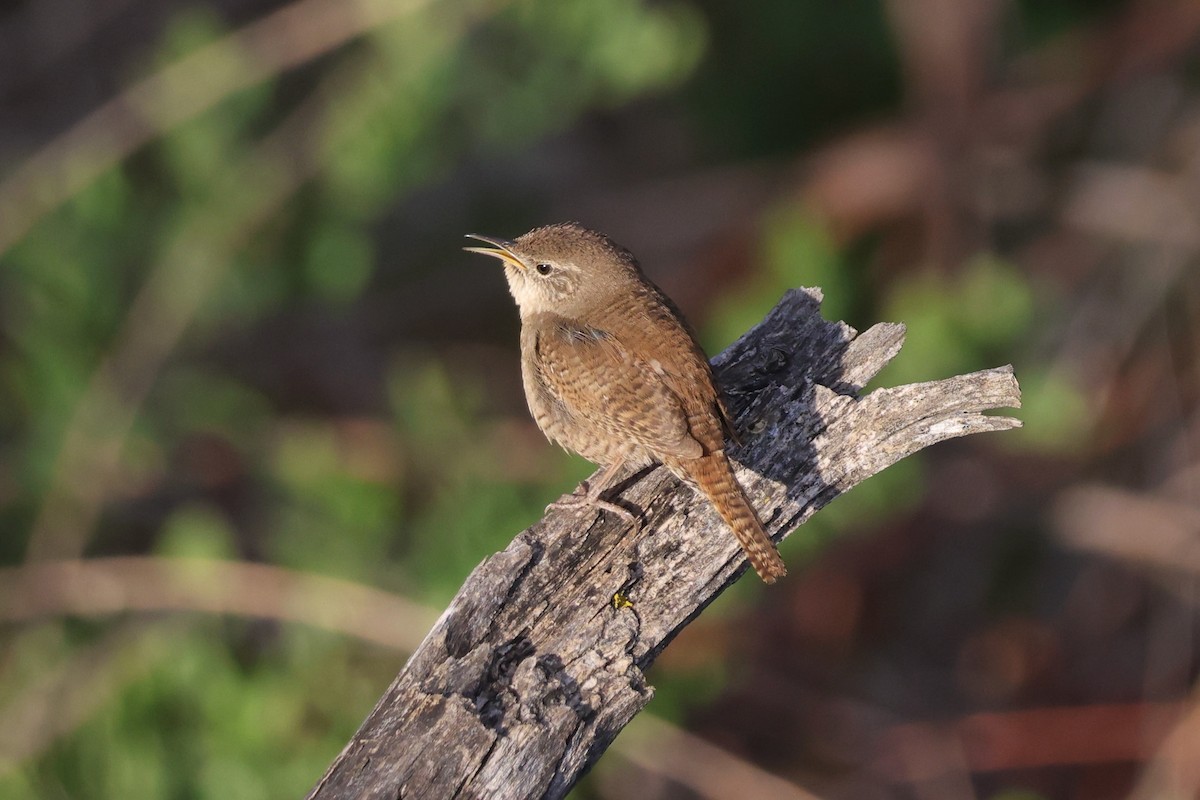 House Wren - ML619829502