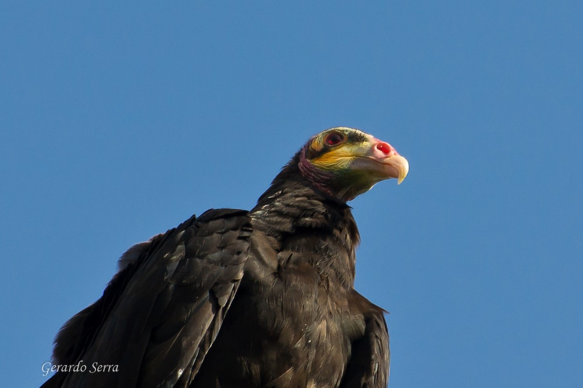 Lesser Yellow-headed Vulture - ML619829503