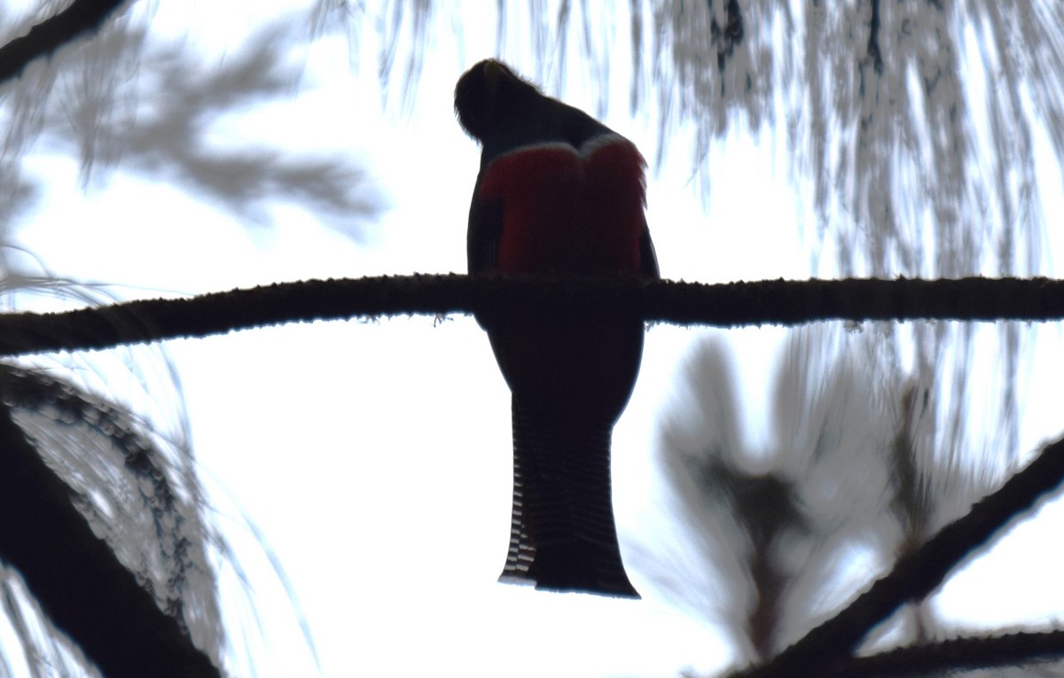 Collared Trogon - ML619829505