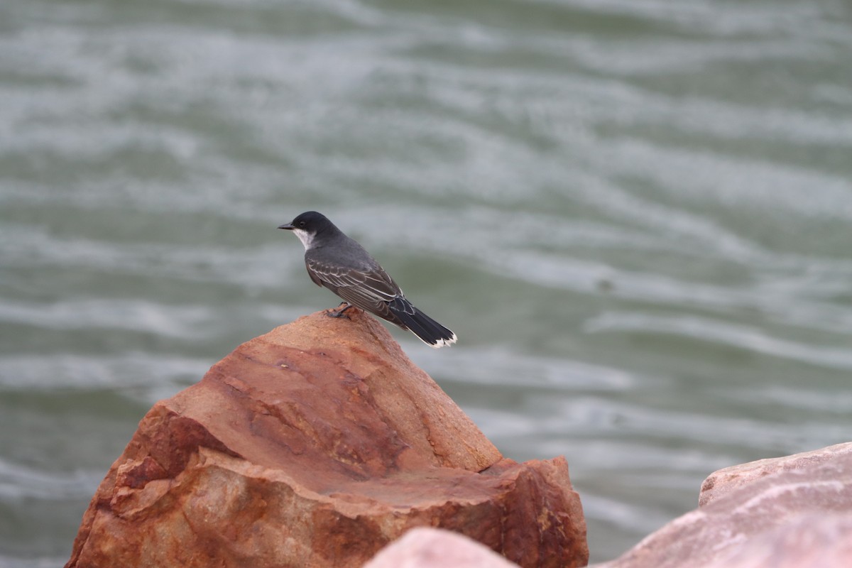 Eastern Kingbird - ML619829509