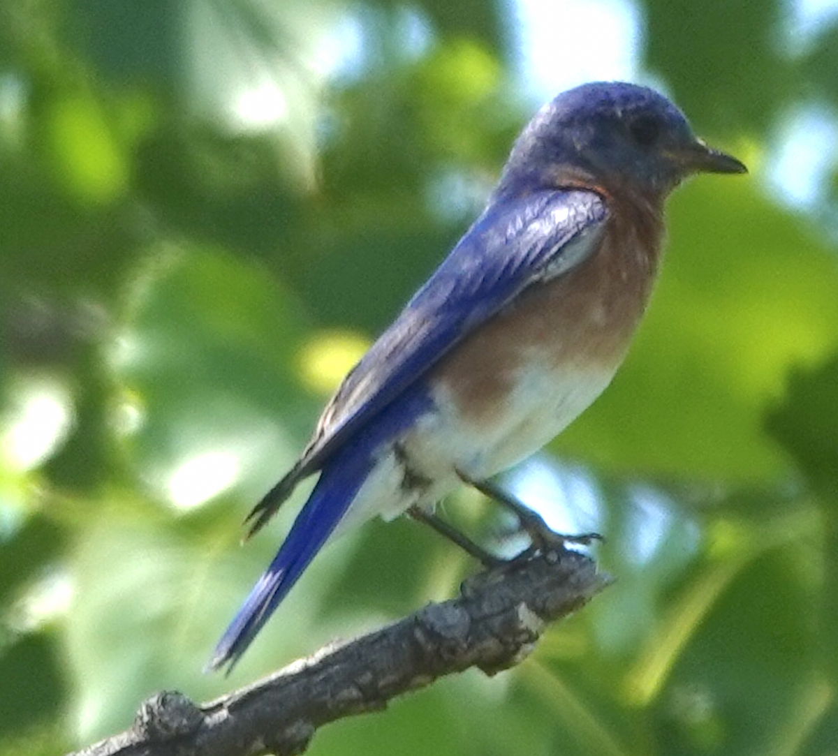 Eastern Bluebird - art reisman