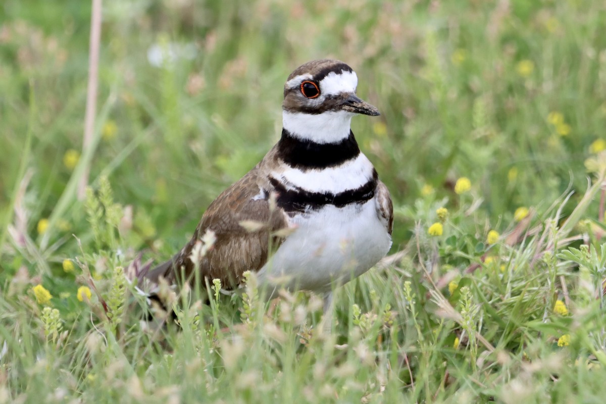 Killdeer - ML619829525