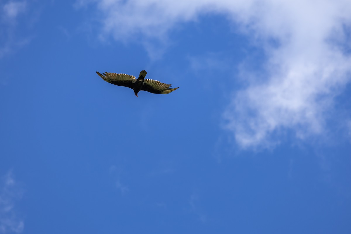 Turkey Vulture - ML619829528