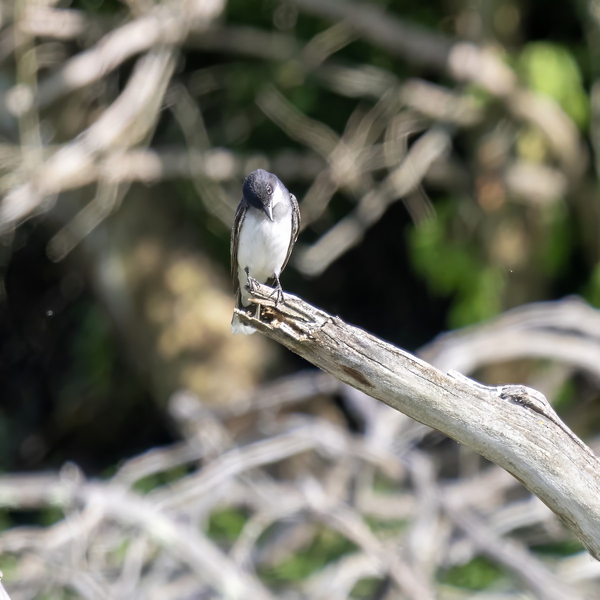 Eastern Kingbird - ML619829530