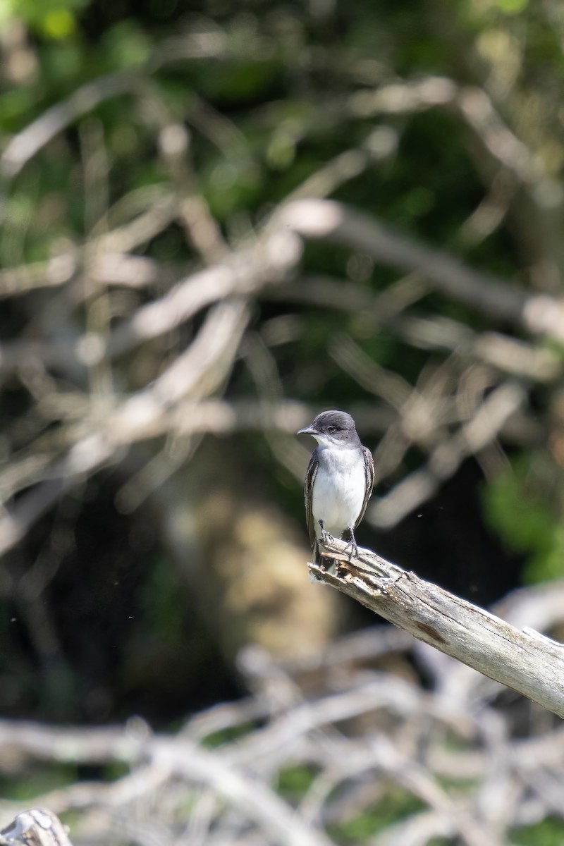 Eastern Kingbird - ML619829532