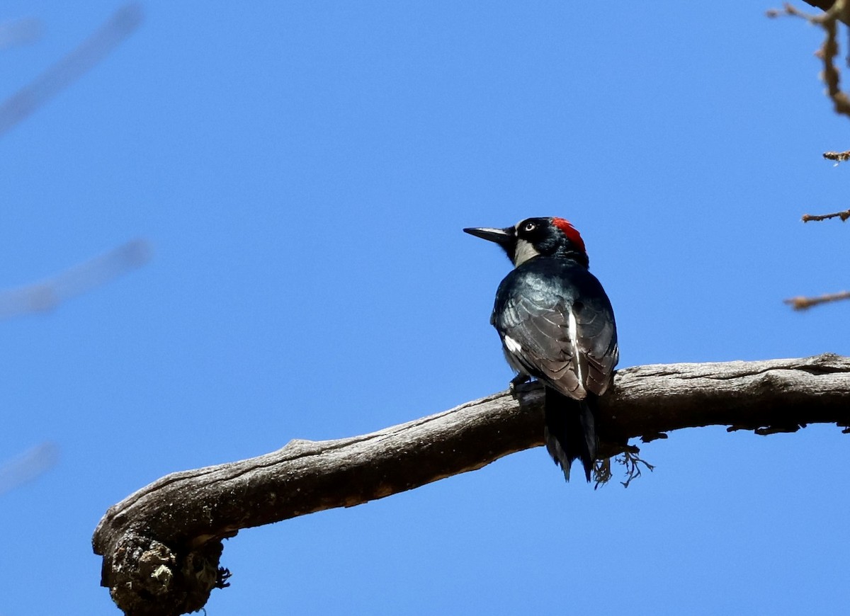 Acorn Woodpecker - ML619829534