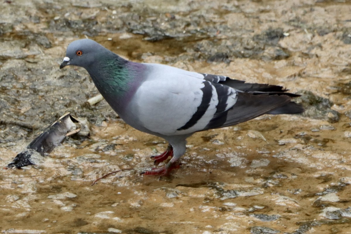 Rock Pigeon (Feral Pigeon) - ML619829538
