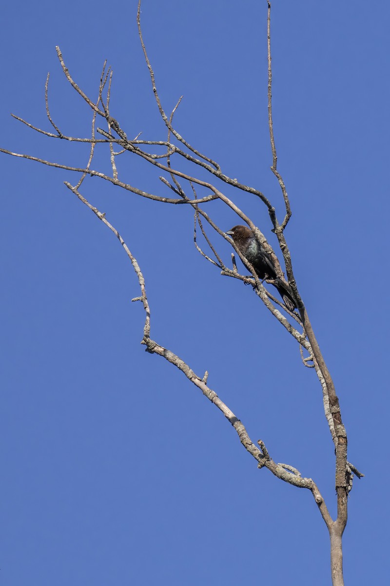 Brown-headed Cowbird - ML619829544