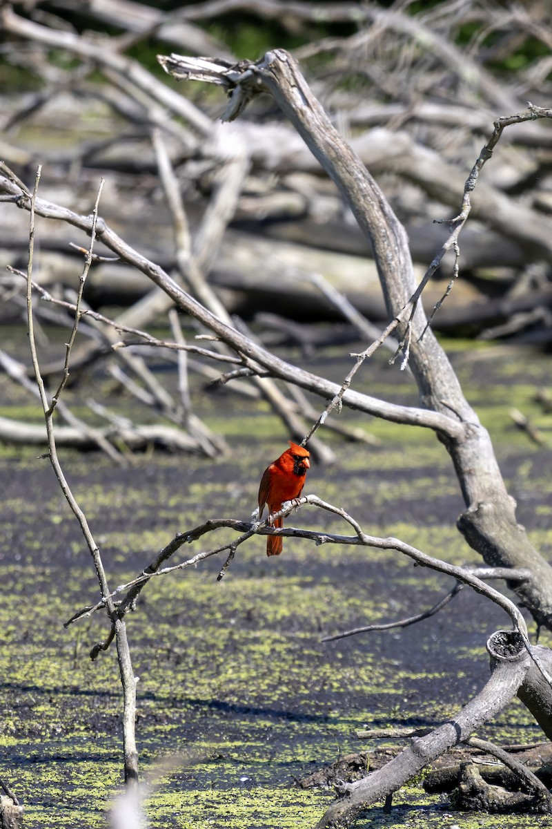 Cardinal rouge - ML619829552