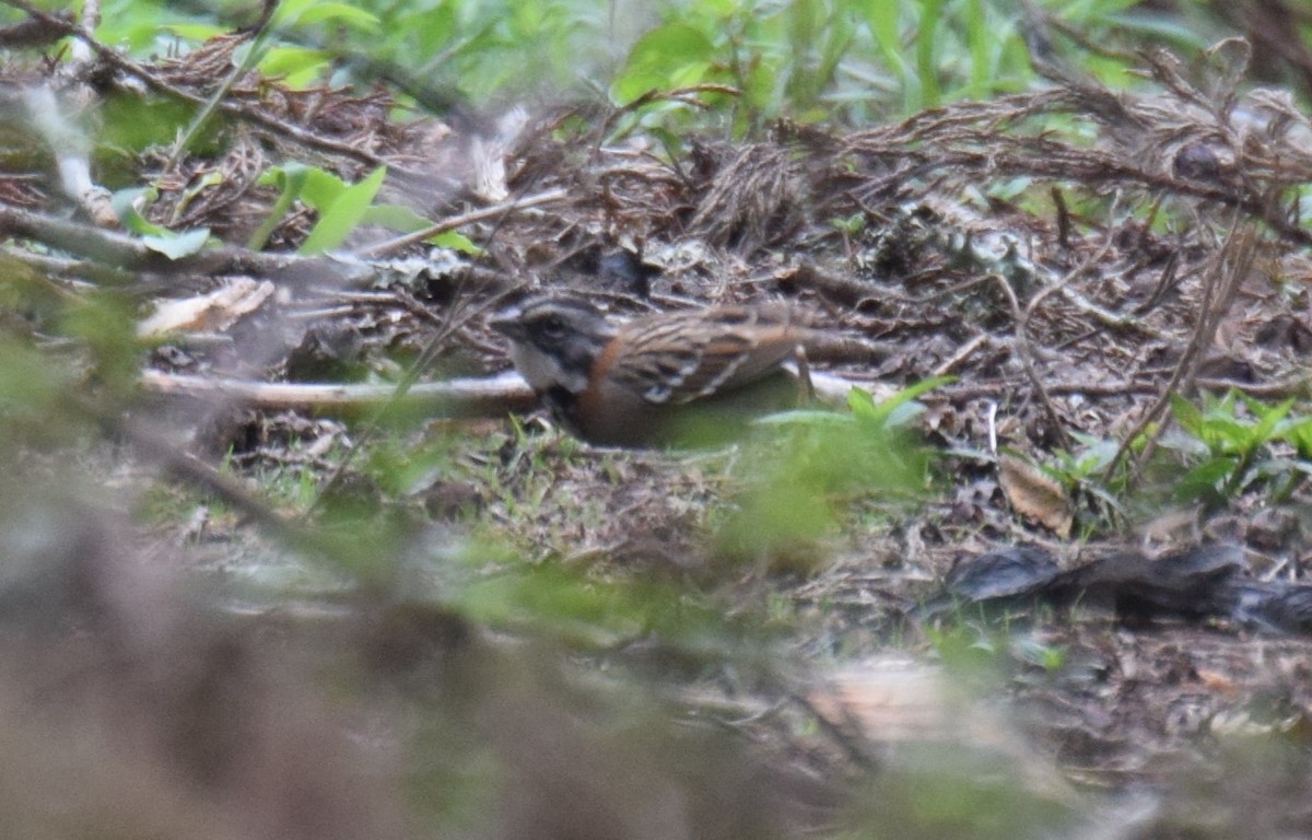 Rufous-collared Sparrow - ML619829559