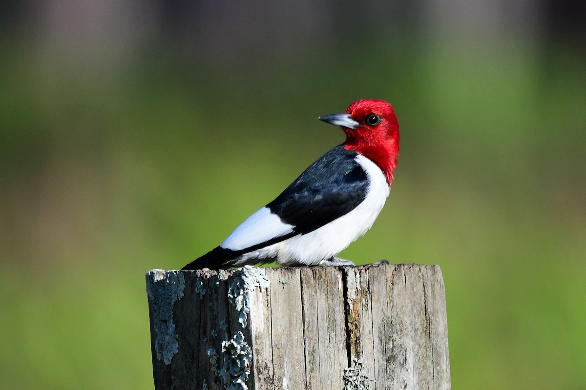 Red-headed Woodpecker - ML619829572