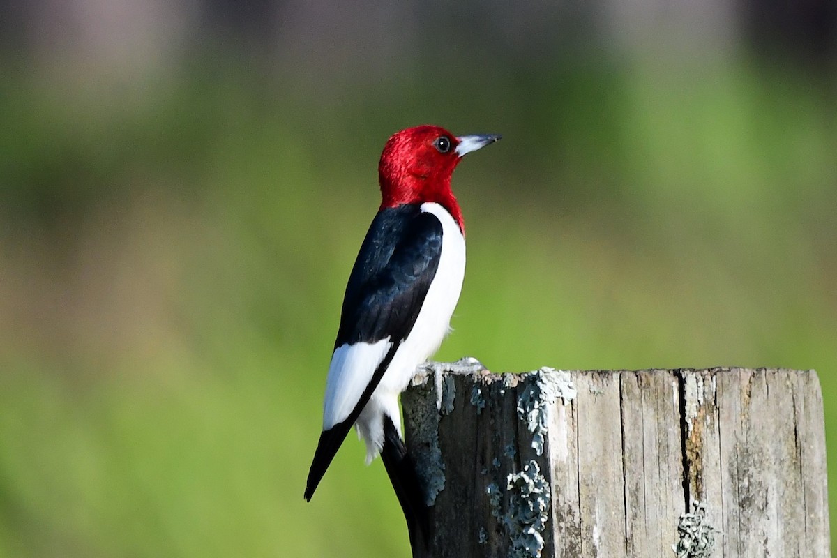 Red-headed Woodpecker - ML619829573
