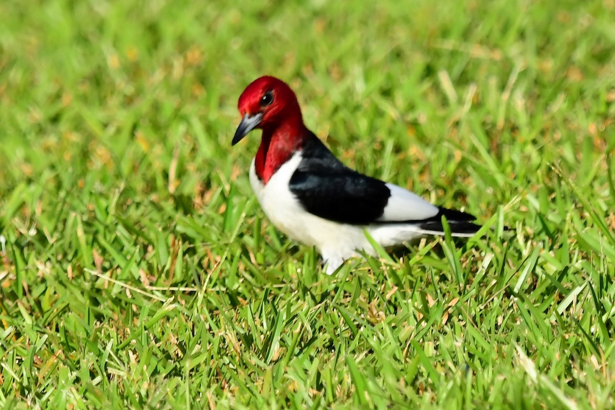Red-headed Woodpecker - ML619829574