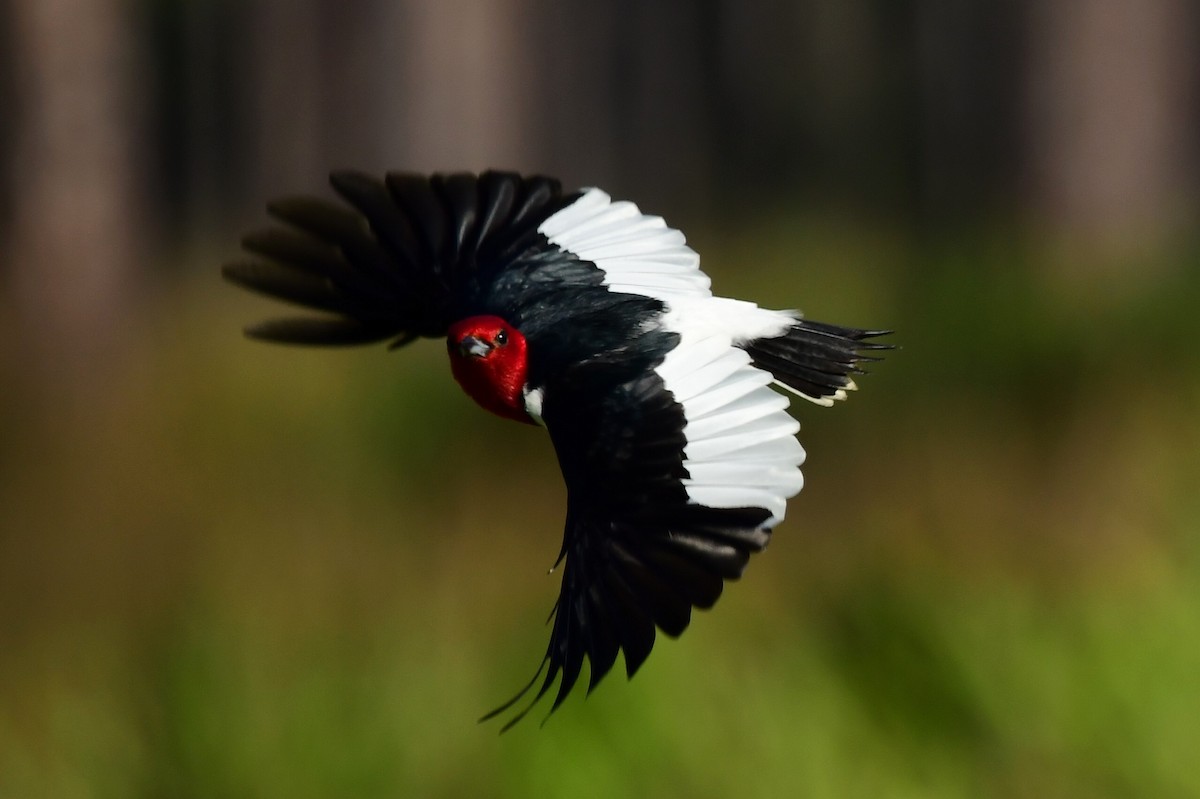 Red-headed Woodpecker - ML619829576