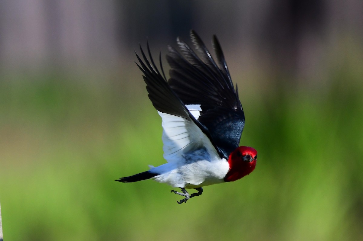 Red-headed Woodpecker - ML619829577