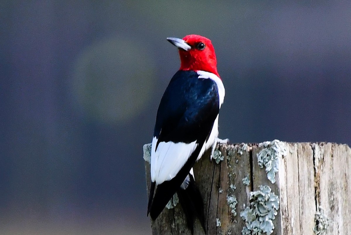 Red-headed Woodpecker - ML619829578