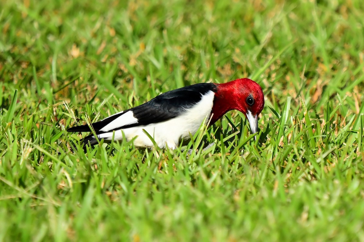 Red-headed Woodpecker - ML619829579