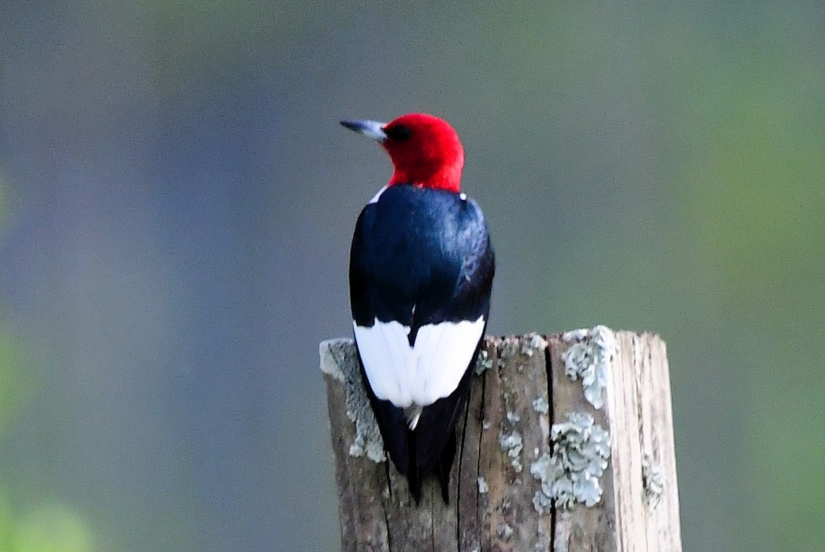 Red-headed Woodpecker - ML619829580