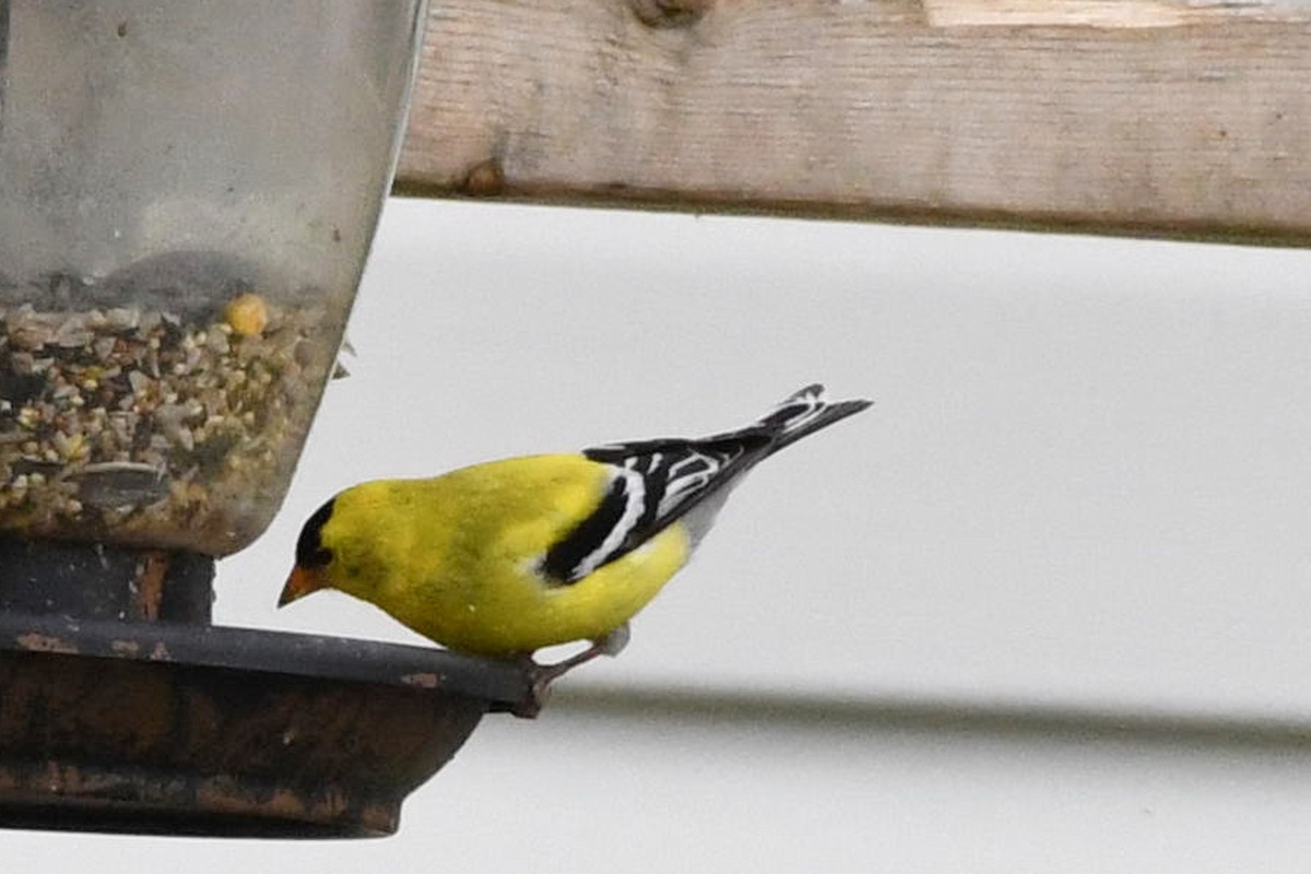 American Goldfinch - ML619829589