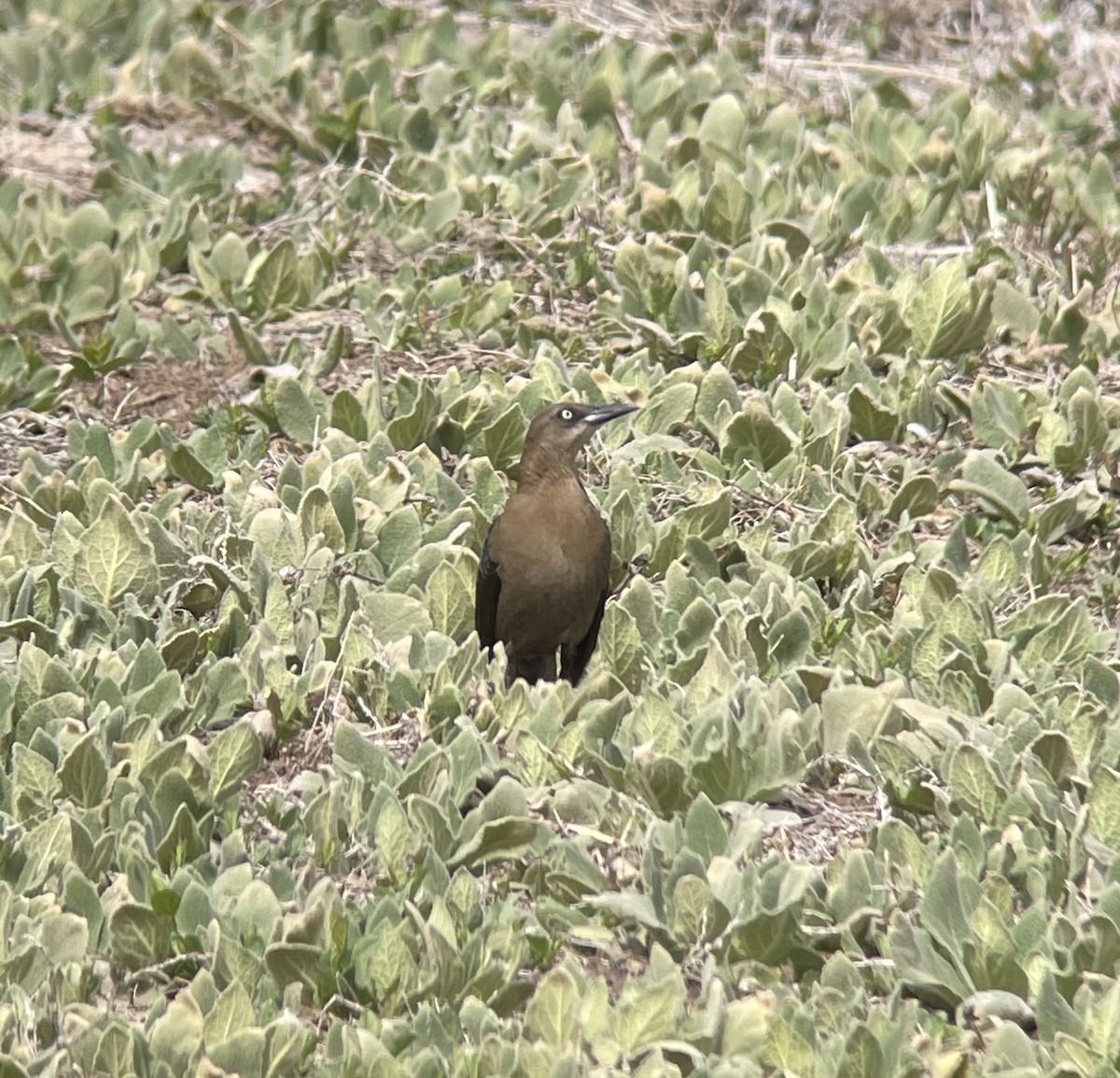 Great-tailed Grackle - ML619829590