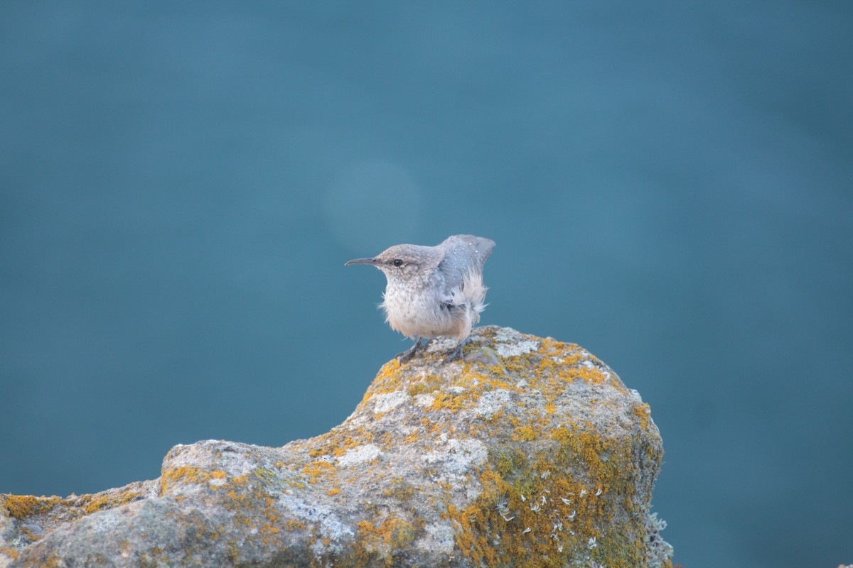 Rock Wren - ML619829597