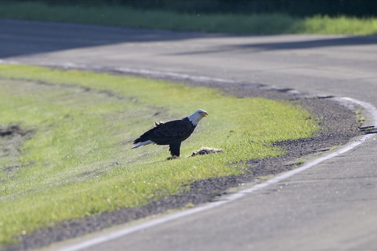 Bald Eagle - ML619829607