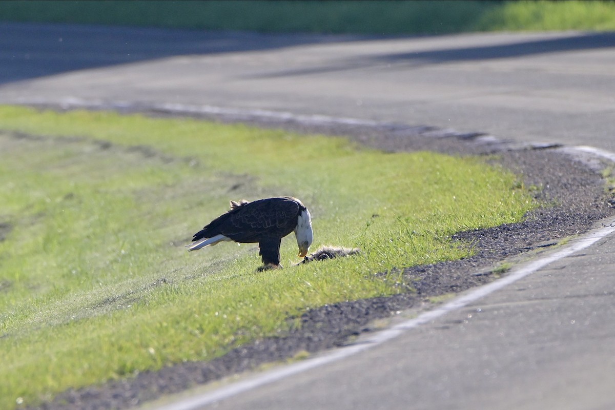 Bald Eagle - ML619829608