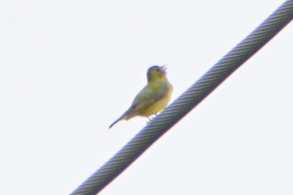 Painted Bunting - ML619829611