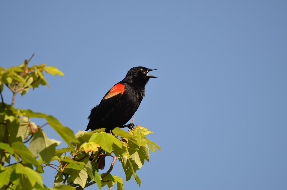 Red-winged Blackbird - ML619829618