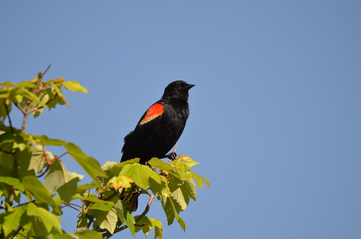 Red-winged Blackbird - ML619829619