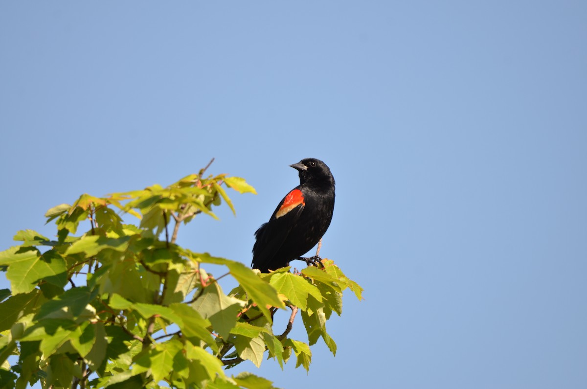 Red-winged Blackbird - ML619829620