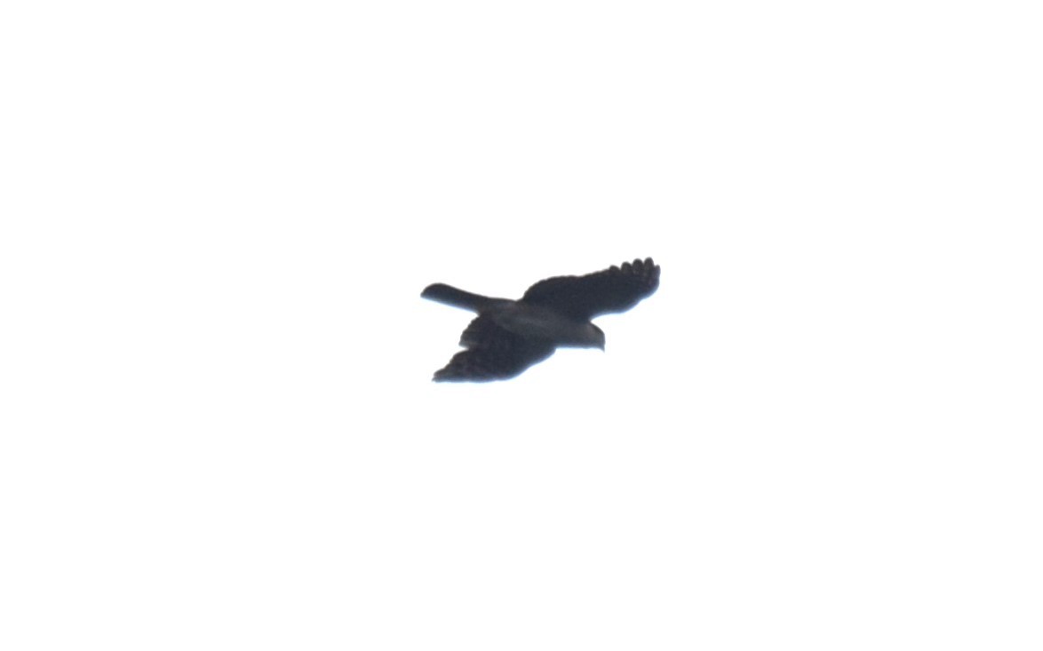 Sharp-shinned Hawk (White-breasted) - ML619829623