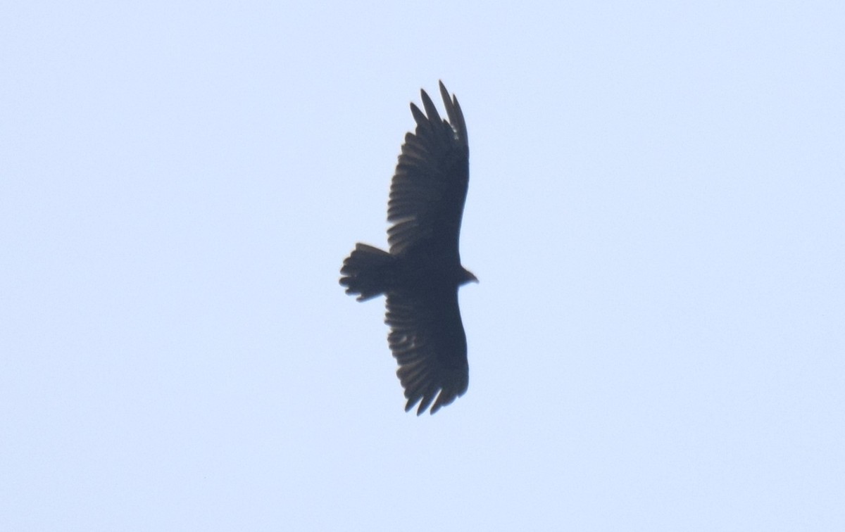 Turkey Vulture - Nestor Herrera