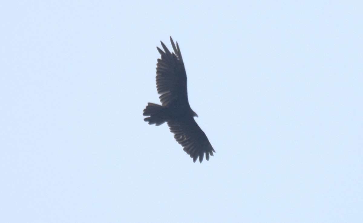 Turkey Vulture - ML619829631